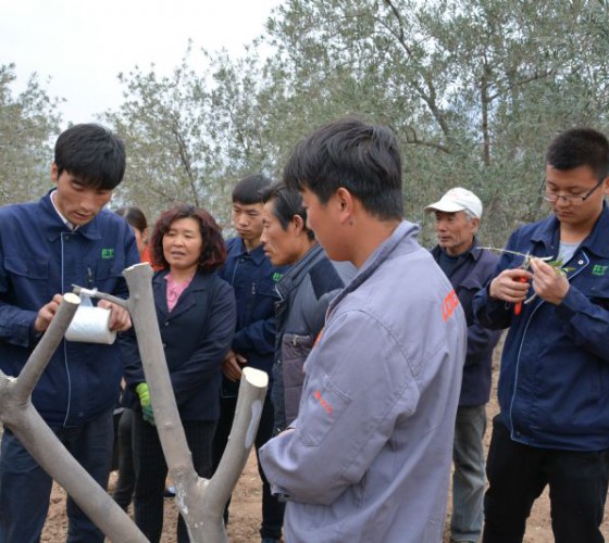 公司從產(chǎn)業(yè)鏈起始端著手，引進(jìn)良種優(yōu)苗，繁育基地苗圃，優(yōu)化樹(shù)種，以?xún)?yōu)質(zhì)的橄欖樹(shù)苗為生產(chǎn)特級(jí)初榨橄欖油提供基礎(chǔ)保障。在以自建萬(wàn)畝國(guó)家標(biāo)準(zhǔn)化油橄欖..