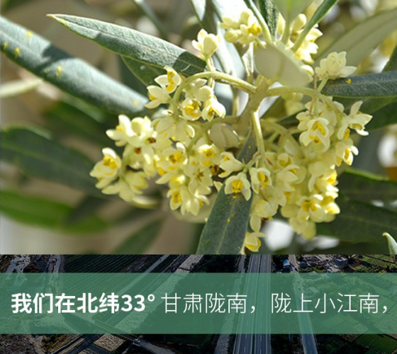 武都的氣候、土壤等與地中海沿岸極其相似，同處于世界頂級(jí)油橄欖黃金生產(chǎn)帶（32°58--33°36）年平均氣溫為14.7°，年日照時(shí)數(shù)1911..